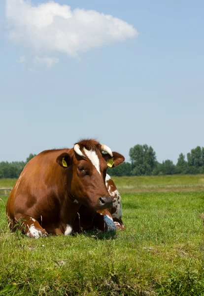 Dutch cow — Stock Photo, Image