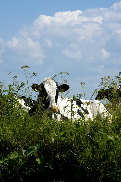 Nederlandse koe — Stockfoto