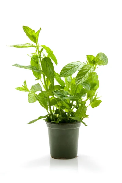Mint plant in pot — Stock Photo, Image