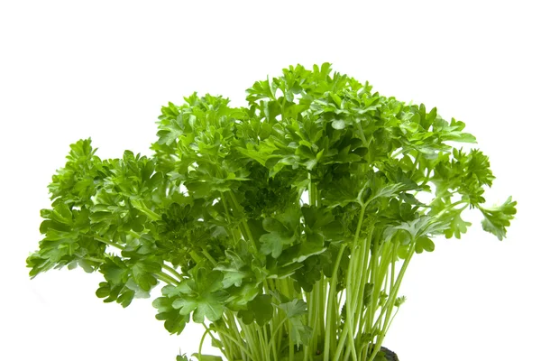 Plant parsley — Stock Photo, Image