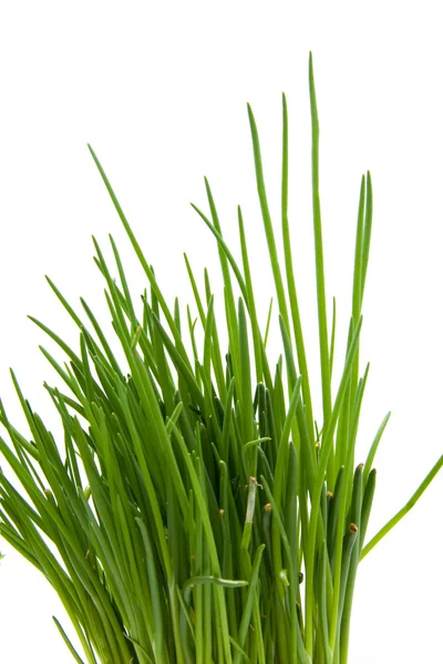 Зелений лук у крупним планом — стокове фото