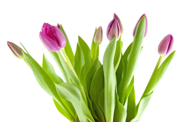 Bouquet of pink tulips in closeup — Stock Photo, Image