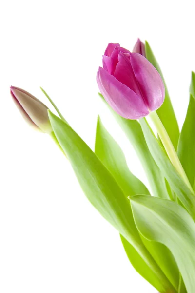 Pinkfarbene Tulpen in Großaufnahme — Stockfoto
