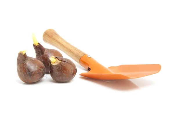Lale soğanı ve kürek — Stok fotoğraf
