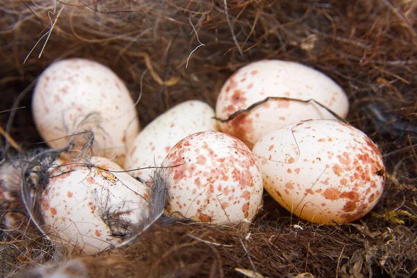 stock image Nest of great Tit