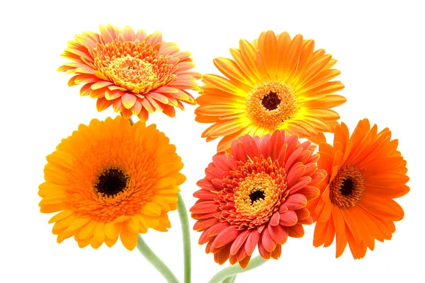 Strauß Gerbera-Blumen — Stockfoto