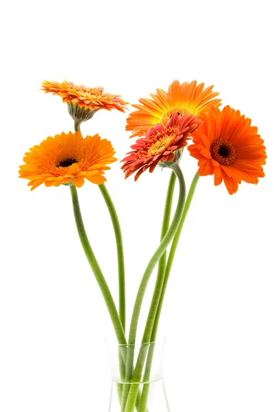 Strauß Gerbera-Blumen — Stockfoto