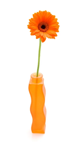 Gerbero arancione in vaso — Foto Stock