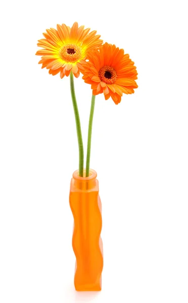 Gerbero arancione in vaso — Foto Stock
