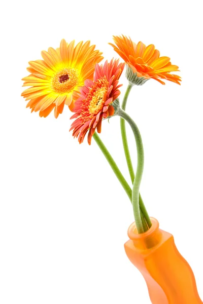 Narancssárga gerber vázában — Stock Fotó