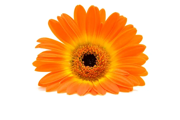 One orange Gerber — Stock Photo, Image