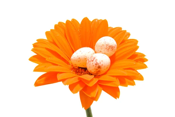 Gerber laranja com ovos de grande Tit — Fotografia de Stock