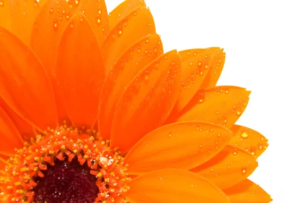 Oranžové gerber v detailním záběru s aterdrops — Stock fotografie