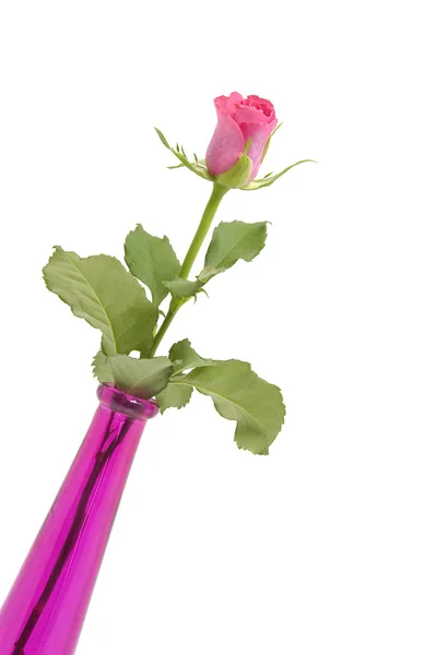 Rose rose et vase — Photo