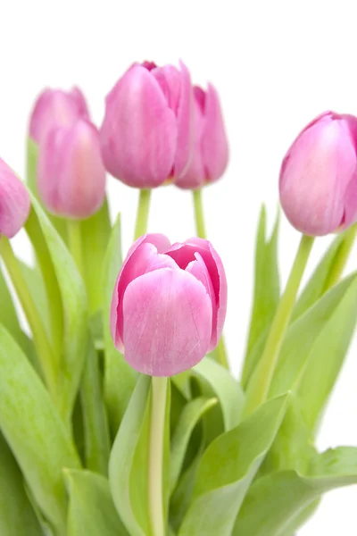 Pink tulips in closeup — Stock Photo, Image