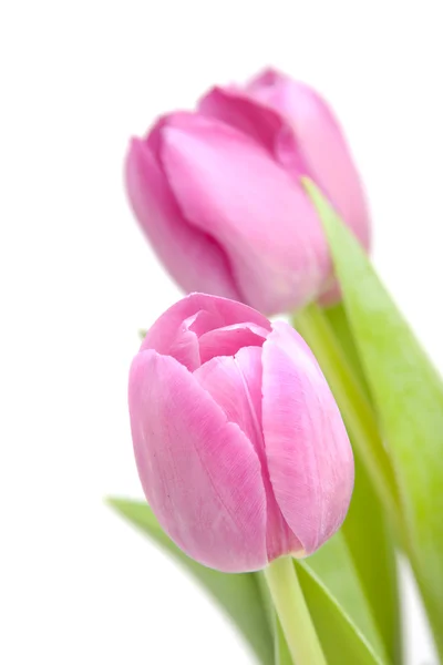 Różowe tulipany w zbliżenie — Zdjęcie stockowe