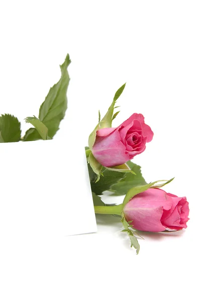 Roze rozen en lege kaart — Stockfoto