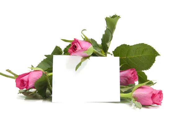 Розовые розы и пустая карта — стоковое фото