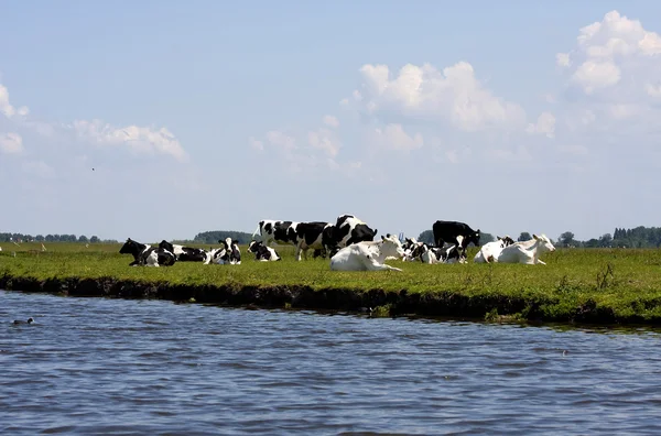 Vacas holandesas típicas — Fotografia de Stock