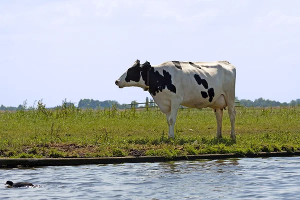 Typische zwarte en witte Nederlandse koeien — Stockfoto