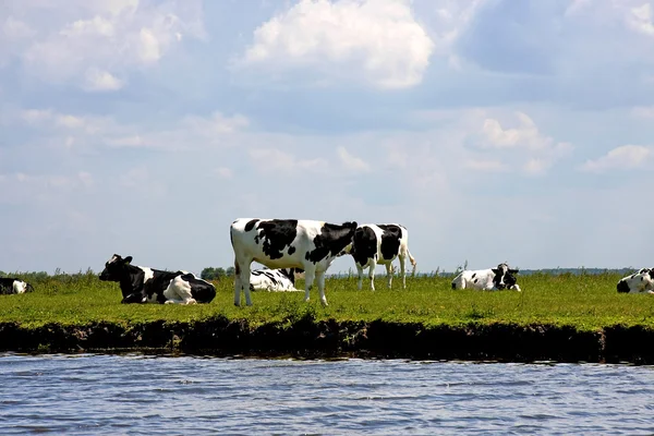Vacas holandesas típicas — Foto de Stock