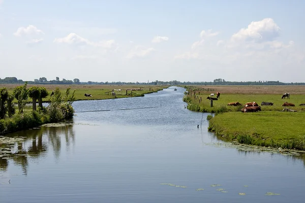 Tipik Hollanda doğa — Stok fotoğraf