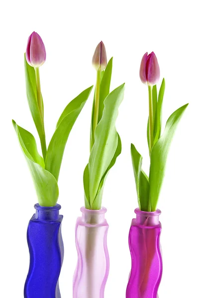 Tre tulipani olandesi in vaso — Foto Stock