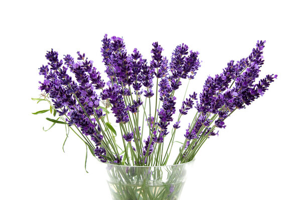Plucked lavender in glass vase