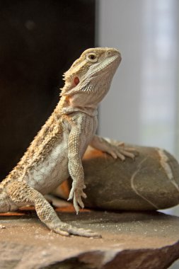 Bearded Dragon reptile clipart