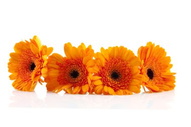 Four orange Gerber flowers clipart