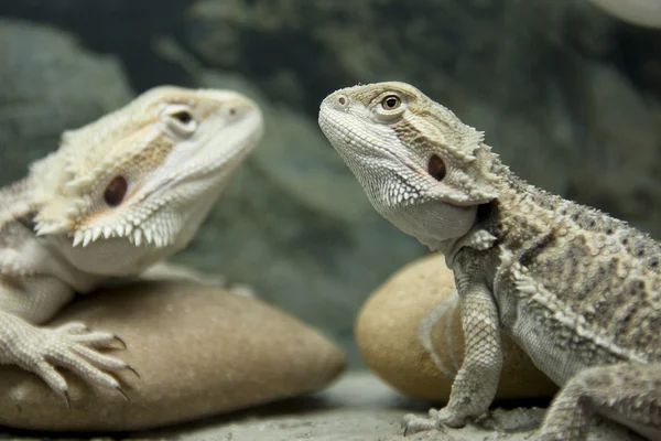 Дві рептилії Бородатого Дракона — стокове фото