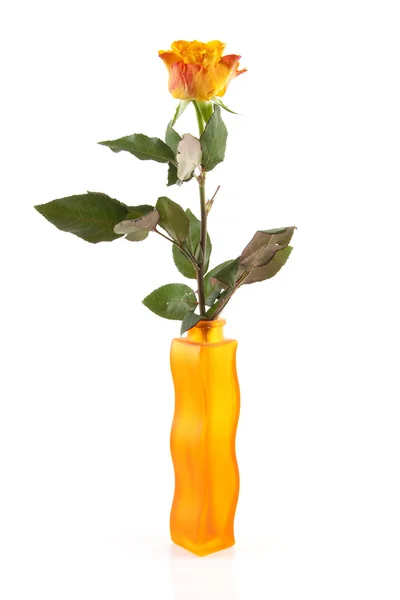 Orange rose i vas — Stockfoto