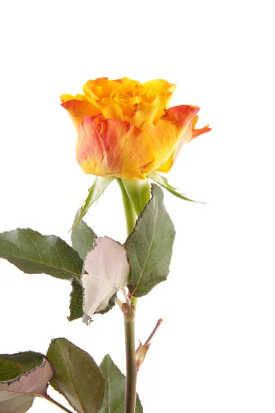 Różowy Brokat — Zdjęcie stockowe