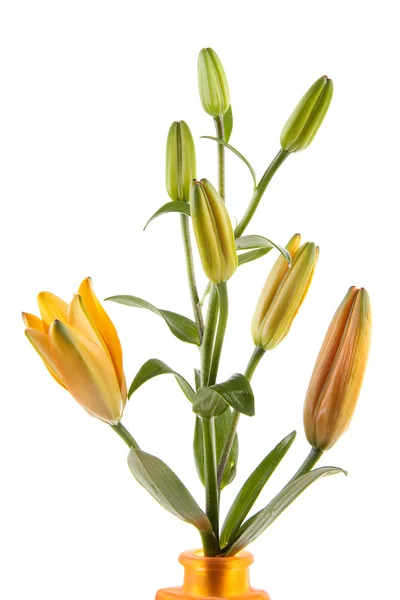 Orange liliy flowers — Stock Photo, Image