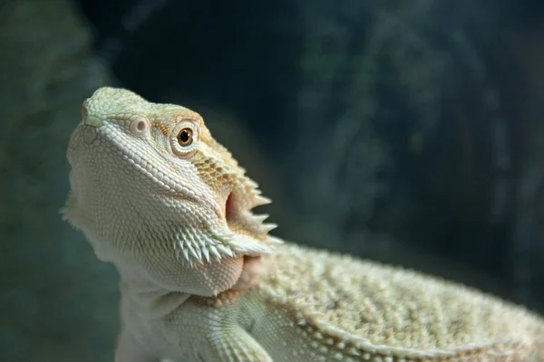 Бородатий дракон рептилій — стокове фото
