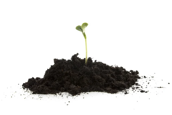 Zwarte tuingrond met jonge plant — Stockfoto