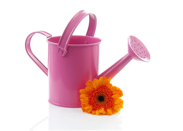 Pink watering can with orange gerber — Stock Photo, Image