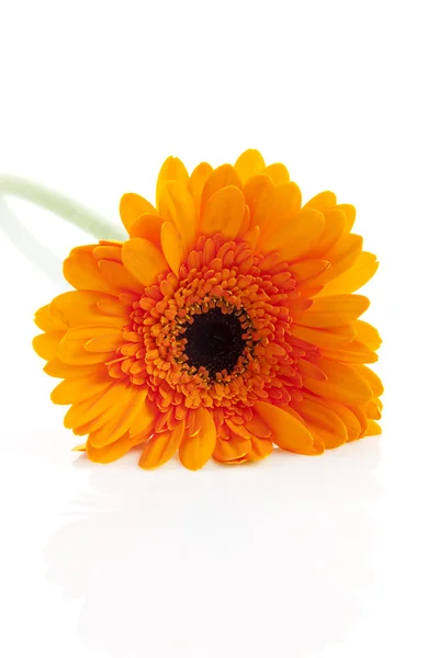 Orange Gerber flower — Stock Photo, Image