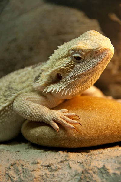 Réptil de dragão barbudo — Fotografia de Stock