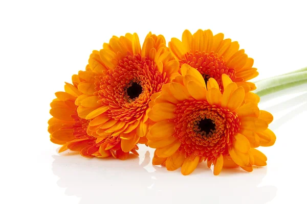 Kwiaty pomarańczowe gerber — Zdjęcie stockowe