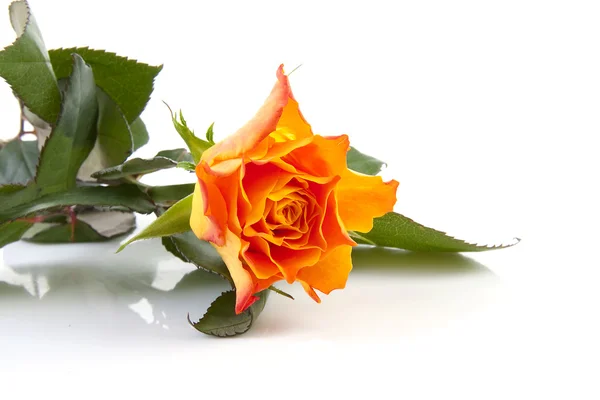 Eine orange Rose — Stockfoto