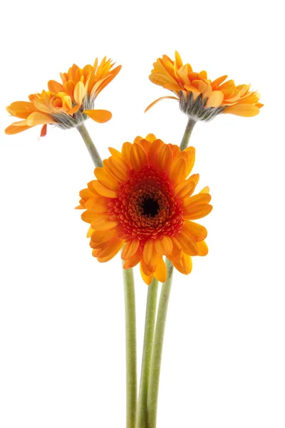 Τρία λουλούδια πορτοκαλί gerber — Φωτογραφία Αρχείου