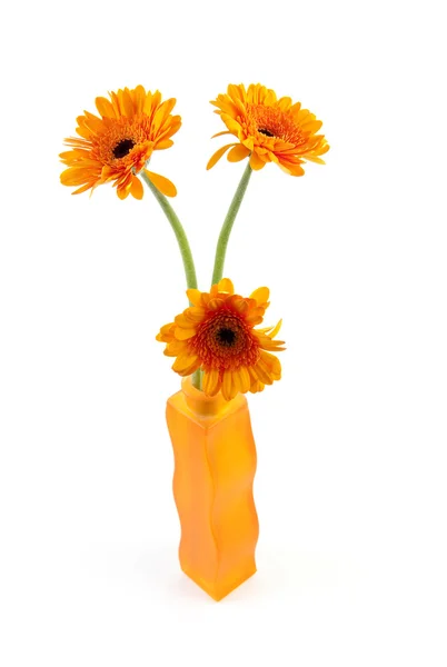 Tre fiori di Gerber arancione — Foto Stock