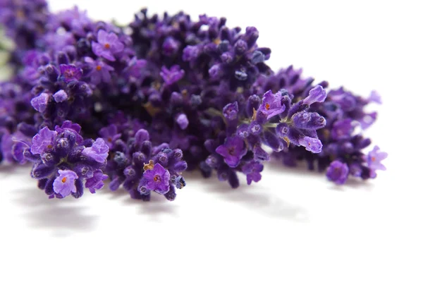 Lavendel in close-up — Stockfoto
