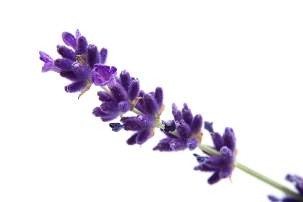 Macro weergave van lavendel — Stockfoto