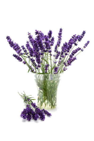 Gezupfter Lavendel in Glasvase — Stockfoto
