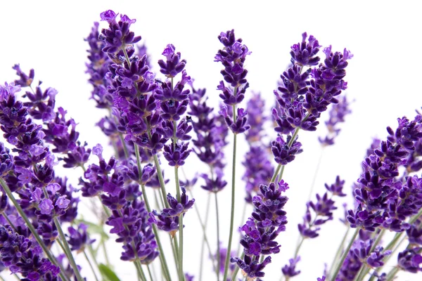 Macro view of lavender — Stock Photo, Image