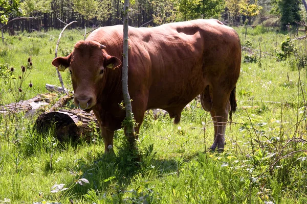 荷兰牛 — 图库照片