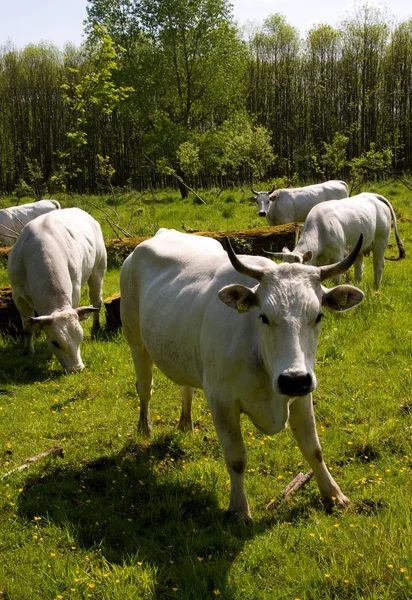 Niderlandzki biały krowa — Zdjęcie stockowe