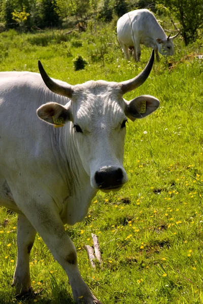 Vaca branca holandesa — Fotografia de Stock
